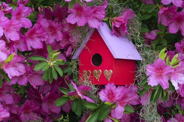 Birdhouse and Azaleas in Garden